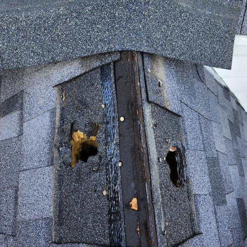 Roof shingles with two rodent holes near ridge vent
