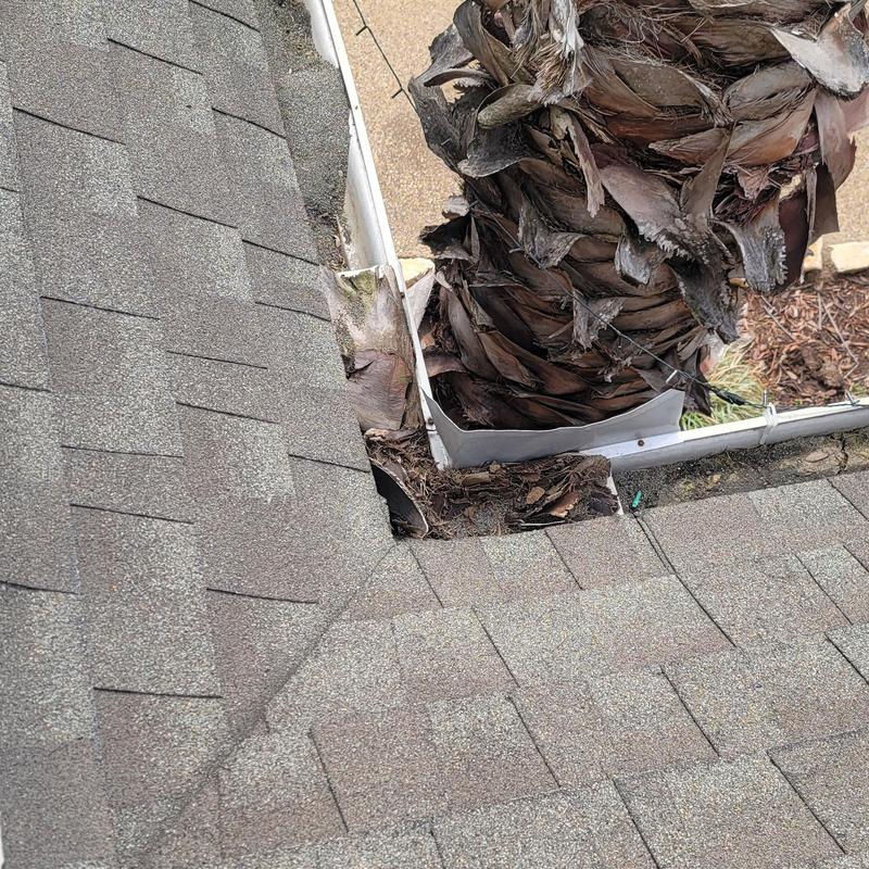 Asphalt shingle roof with gutter and palm tree debris