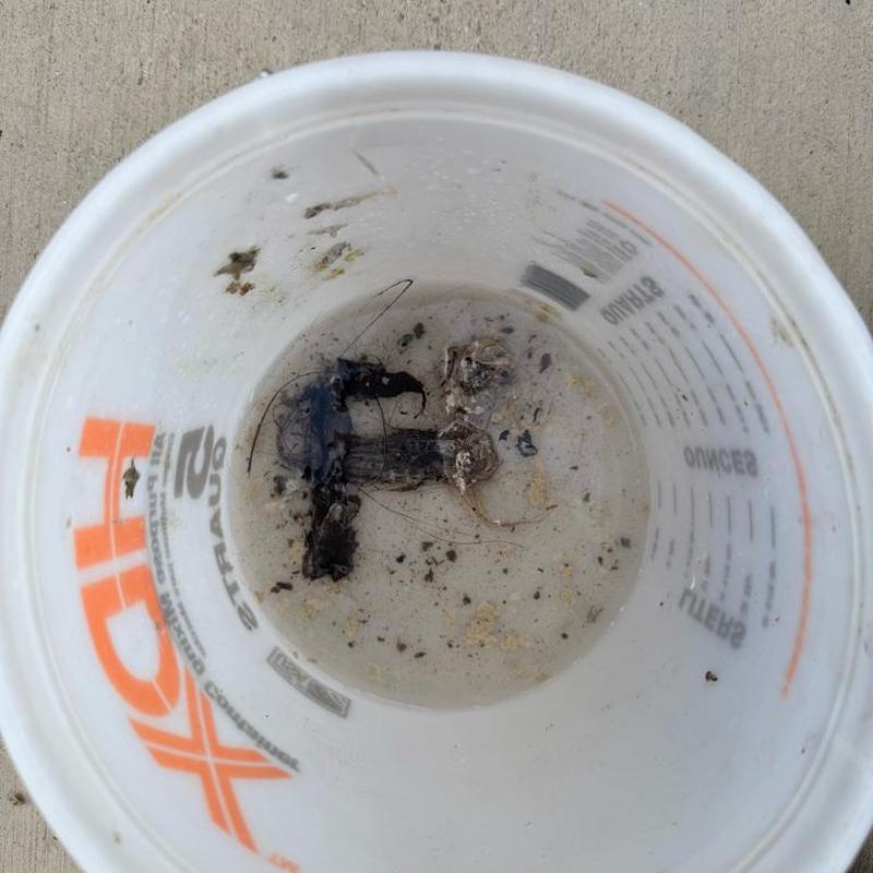 Pop-up drain assembly debris and hair in bucket Pop-up drain assembly debris and hair in bucket