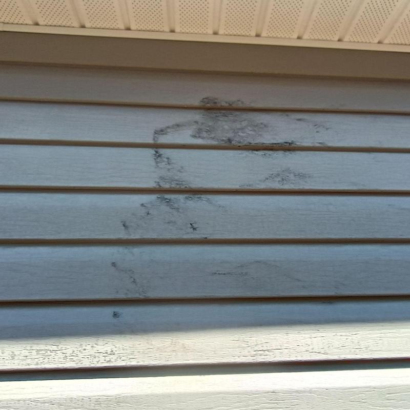 Vinyl siding black mold and mildew stains on home exterior