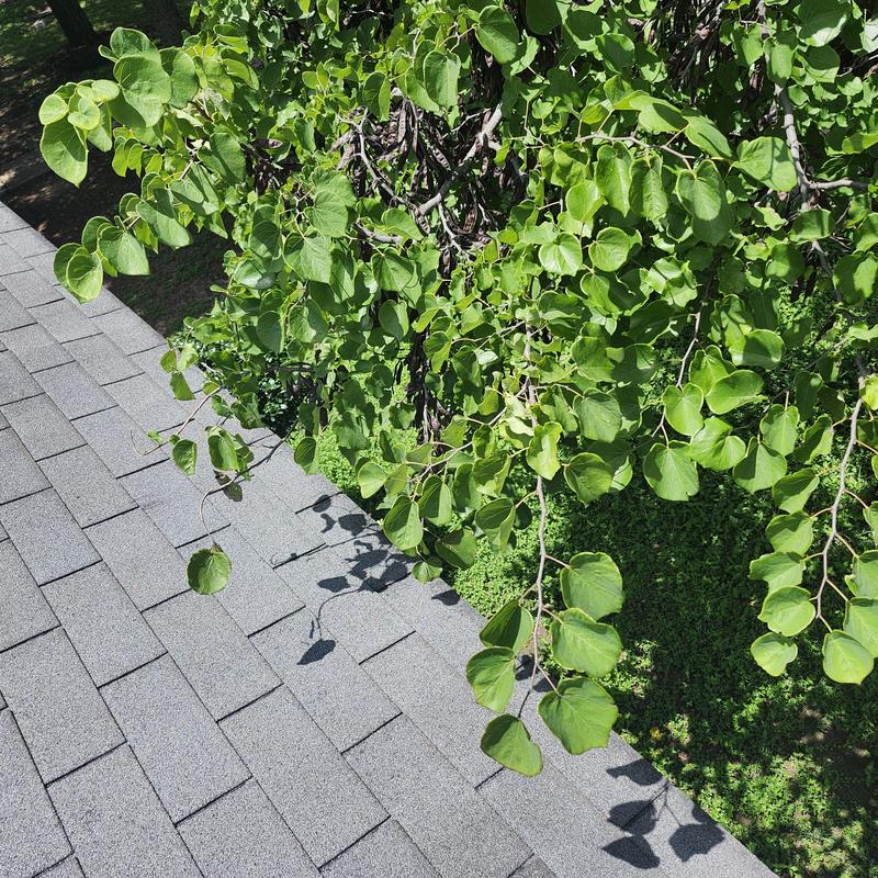 Roof shingles with overhanging tree branches before trimming