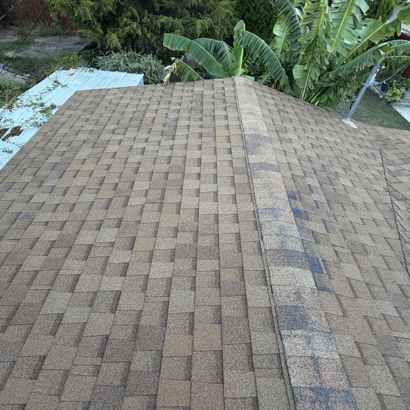 Asphalt shingle roof with ridge cap and nearby foliage
