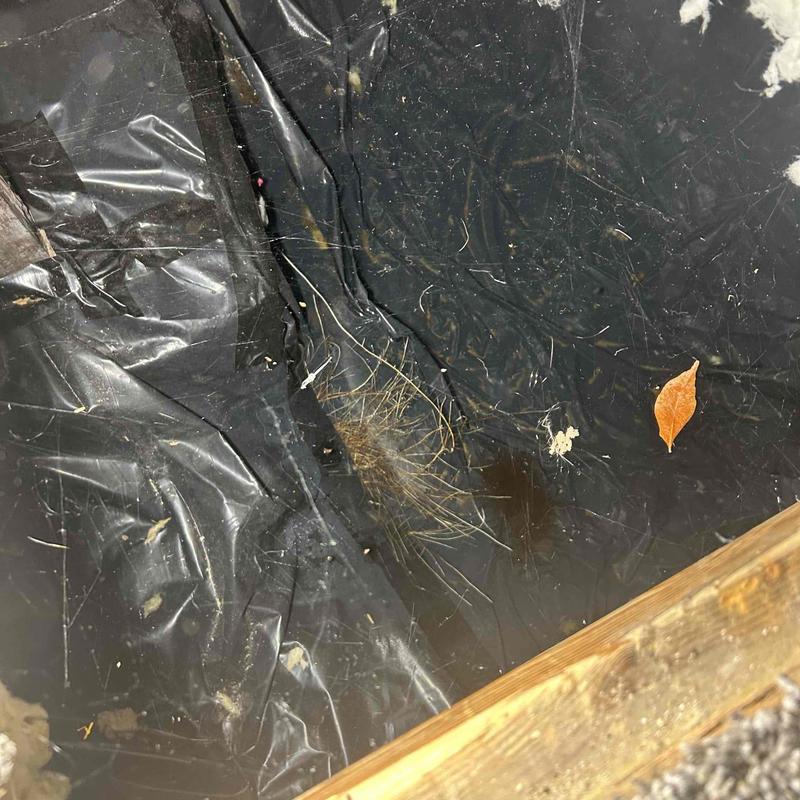 Copper water line with plastic vapor barrier and debris