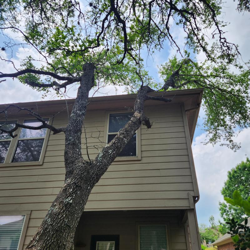 Tree limbs near driftwood shingle roof inspection