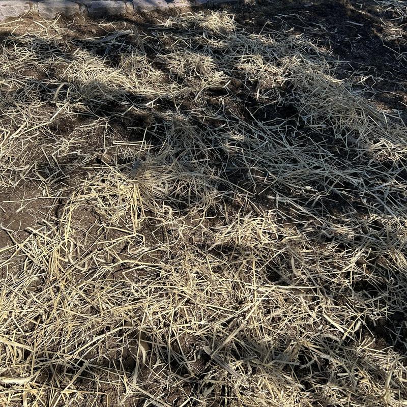 Sewer line excavation site covered with straw mulch Sewer line excavation site covered with straw mulch