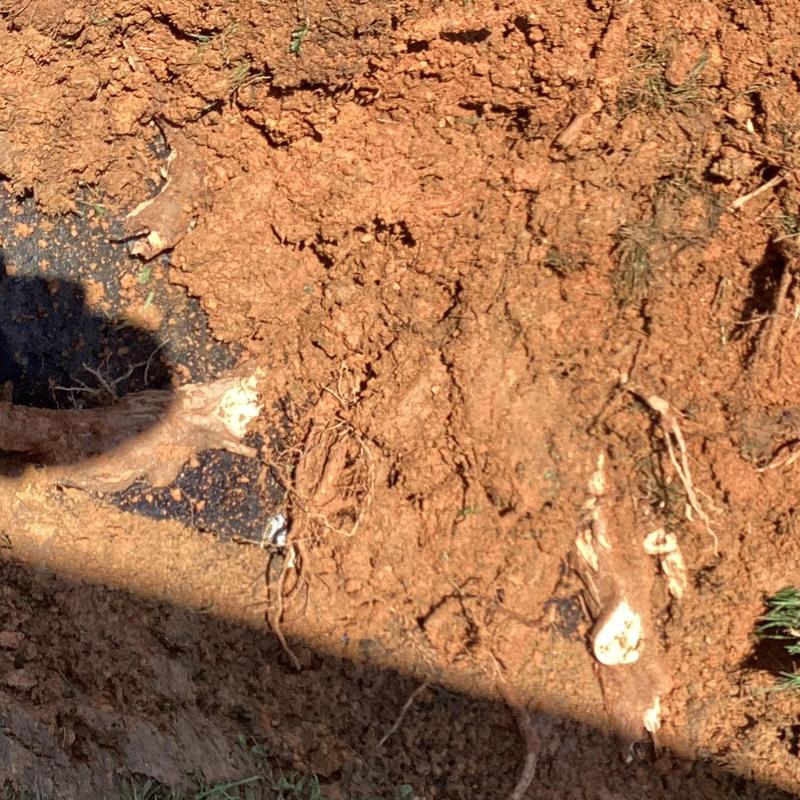 Field line pipe obstructed by tree roots and soil