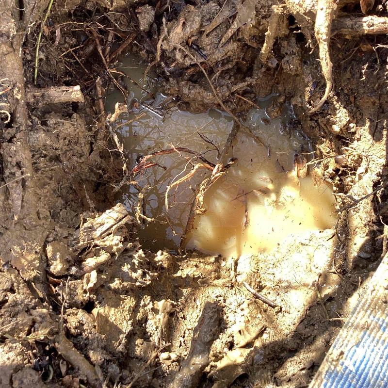 PVC water pipe leak surrounded by muddy soil and roots