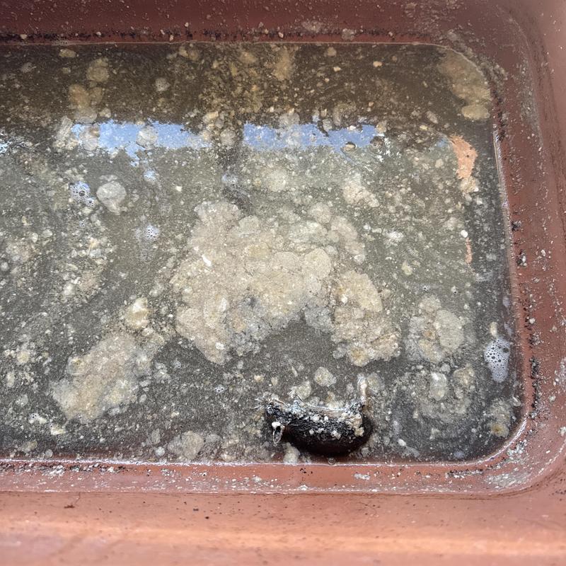 Kitchen sink drain with removed dead rat blockage