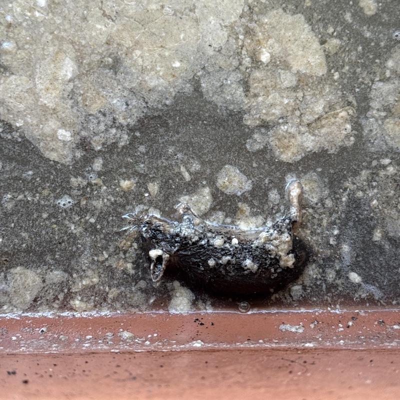 Kitchen sink drain blockage with dead rat removal