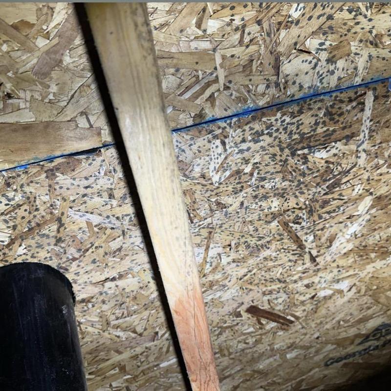 Attic plywood with visible mold spots and moisture damage