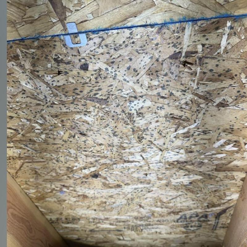Attic plywood with mold growth and air vent clip