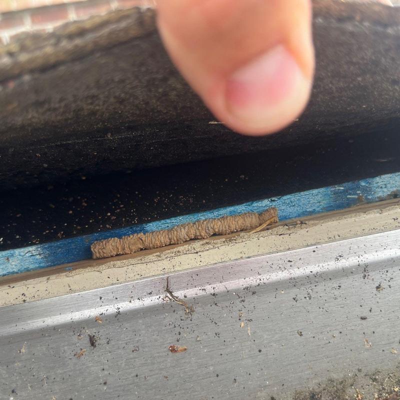 Window frame with insect nest and dirt buildup