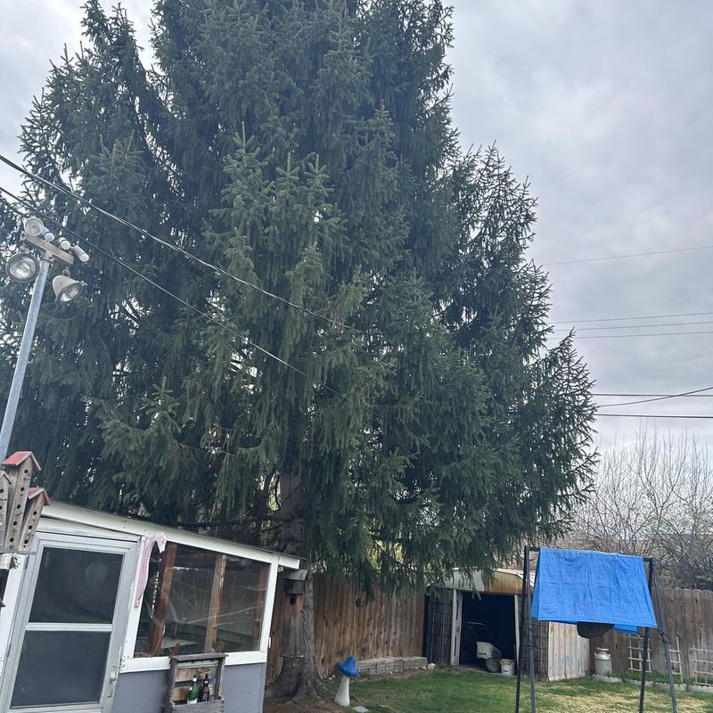 Outdoor electrical service lines near large pine tree Outdoor electrical service lines near large pine tree