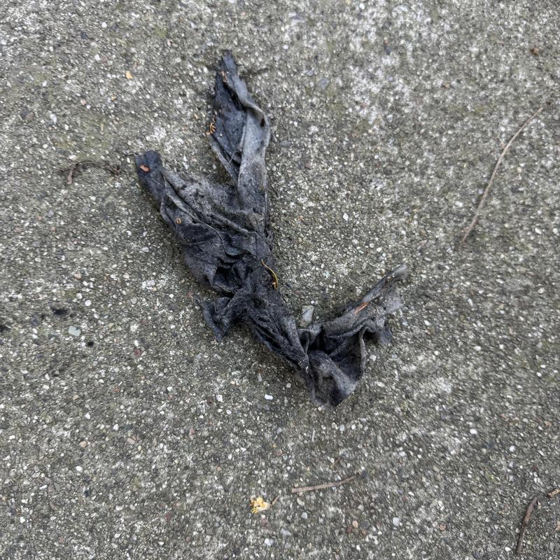 Sewer line debris removed during backup service