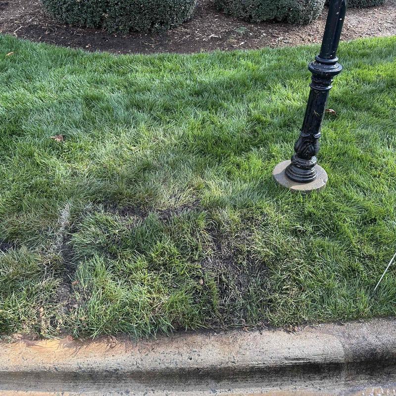 Lawn and curb restoration near light post base