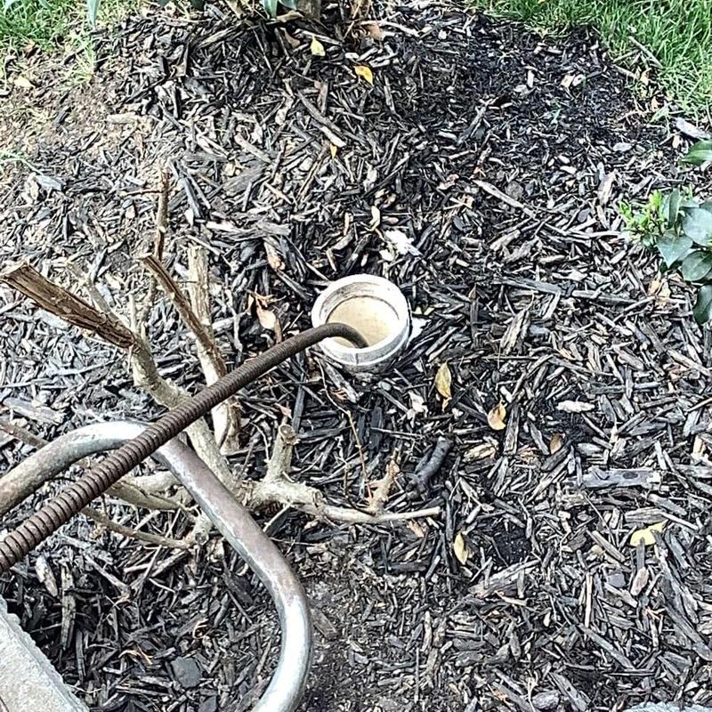Main sewer line cleaning with auger in yard mulch