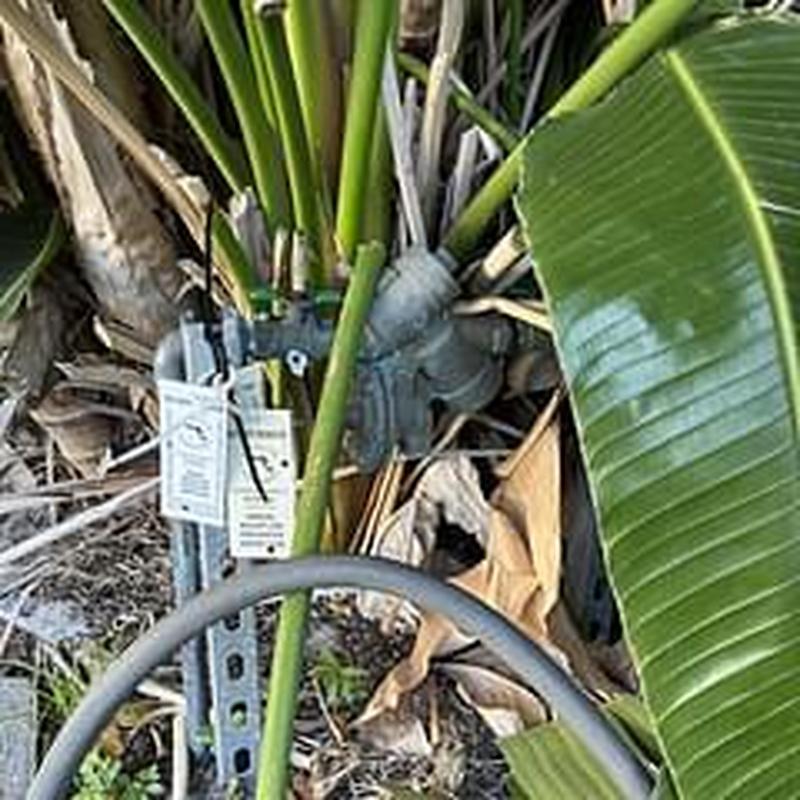 Backflow prevention device among garden plants