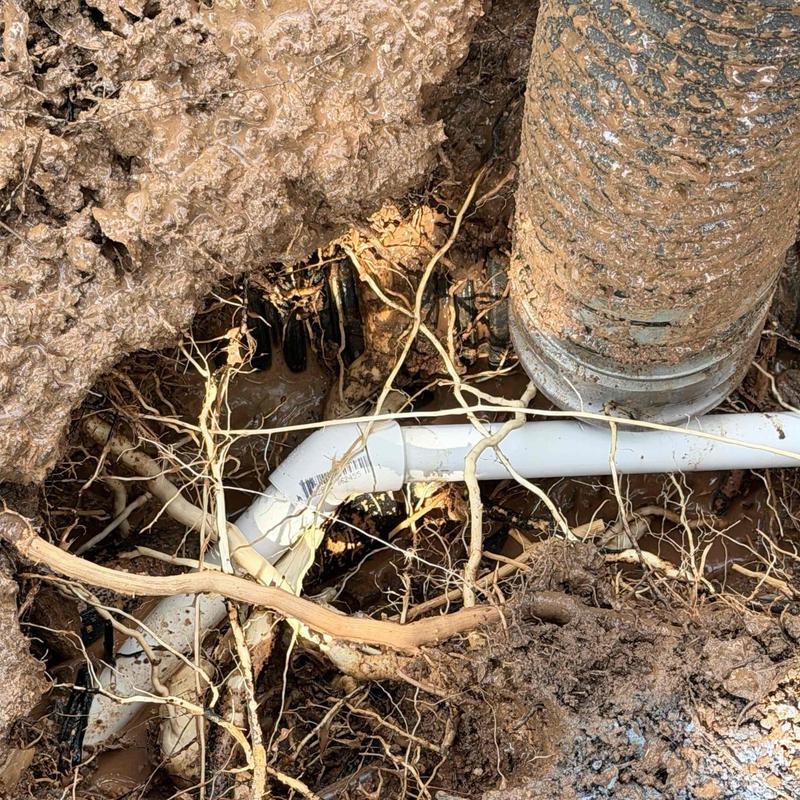 PVC underground plumbing near tree roots with soil backfill