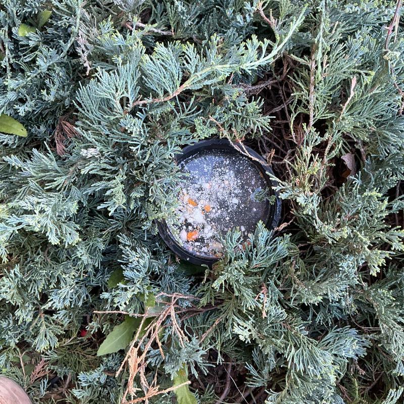 Septic tank riser lid surrounded by greenery Septic tank riser lid surrounded by greenery