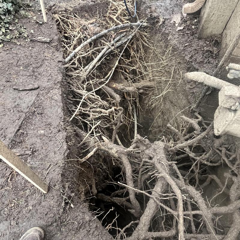 Main sewer line with exposed tree roots and damage Main sewer line with exposed tree roots and damage