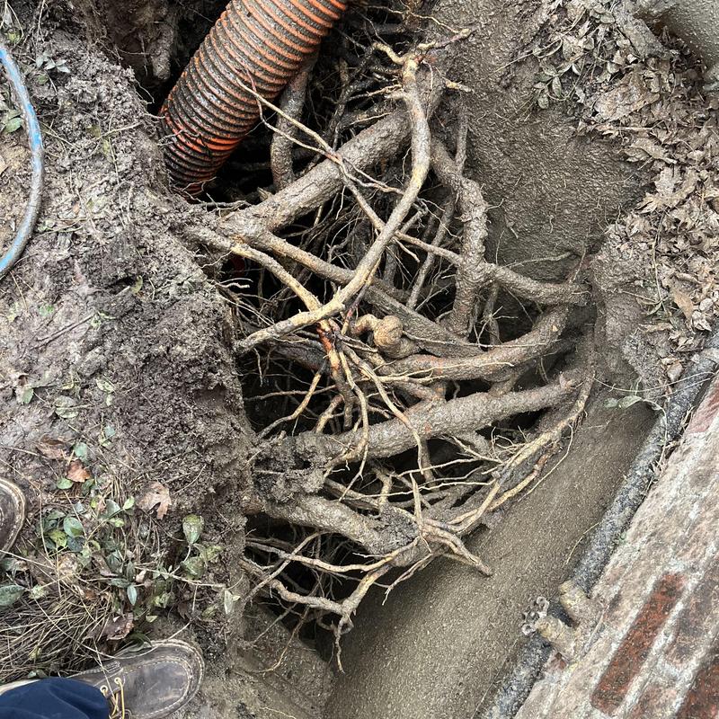 Main sewer line with root intrusion and damage Main sewer line with root intrusion and damage