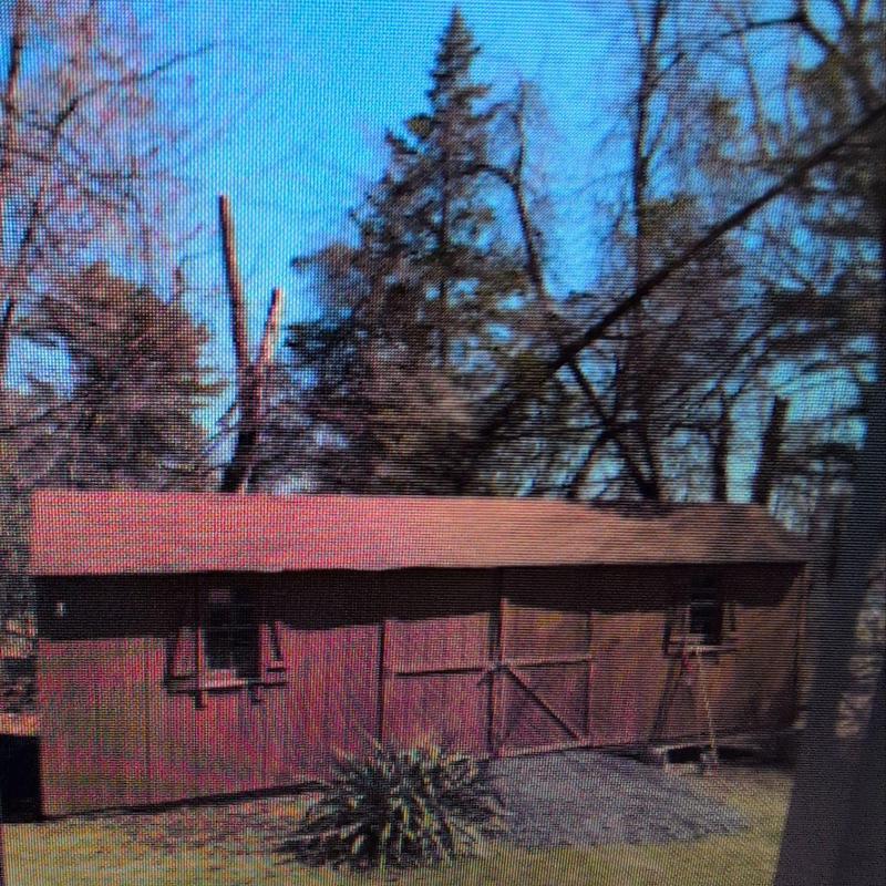 Shed roof with shingle covering in wooded yard