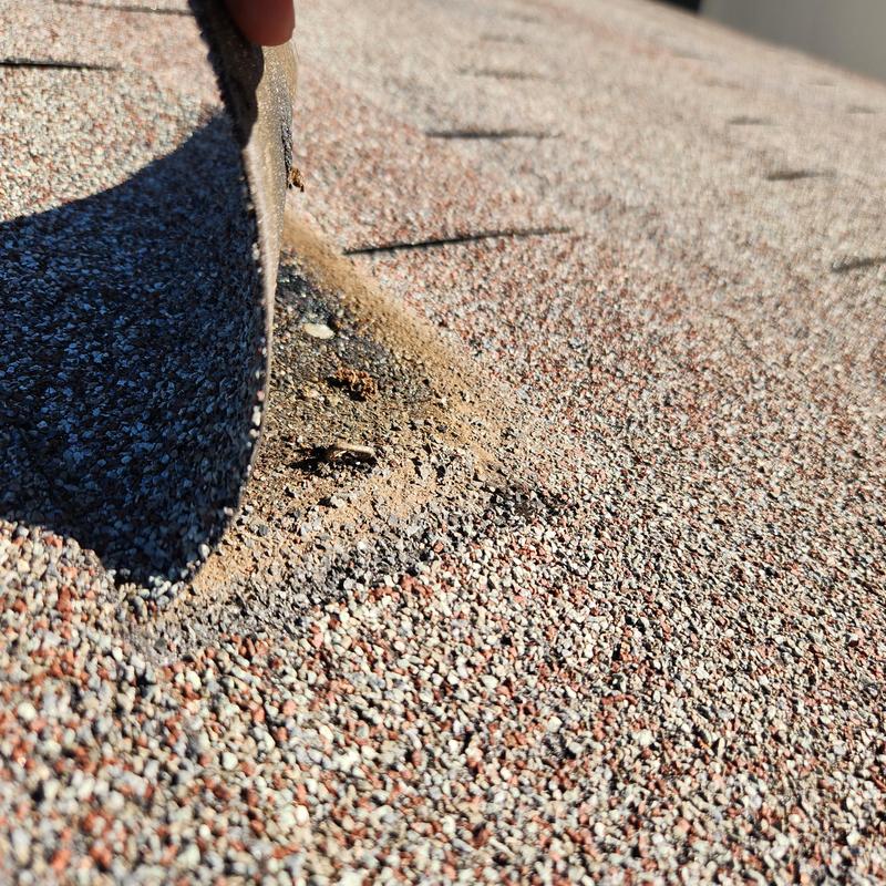 Asphalt shingle roof granule loss showing wear and damage Asphalt shingle roof granule loss showing wear and damage