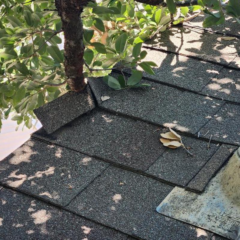 Shingle damage from tree rubbing against roof Shingle damage from tree rubbing against roof