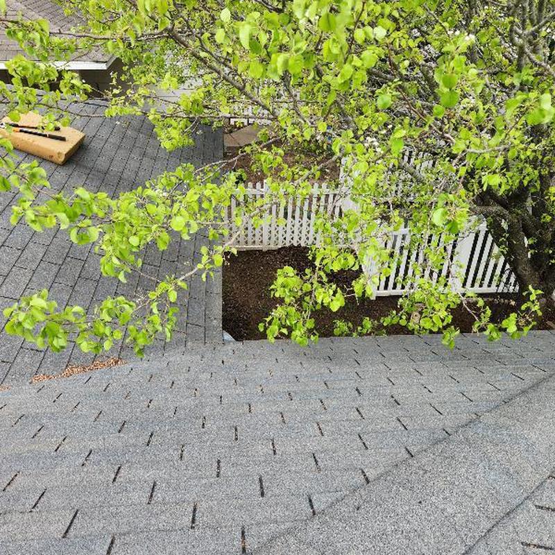 3-tab GAF slate shingles with trimmed tree branches 3-tab GAF slate shingles with trimmed tree branches