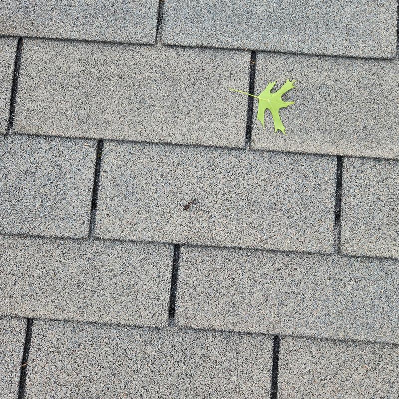 3-tab 25 GAF slate shingles with leaf debris 3-tab 25 GAF slate shingles with leaf debris