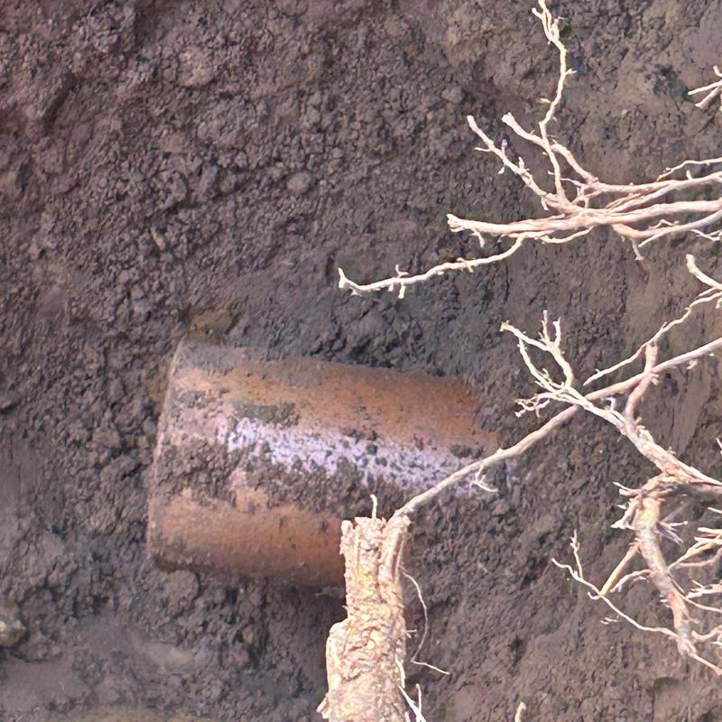 Sewer line pipe with exposed roots in soil trench Sewer line pipe with exposed roots in soil trench