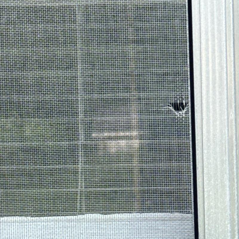 Window screen with small tear near frame edge