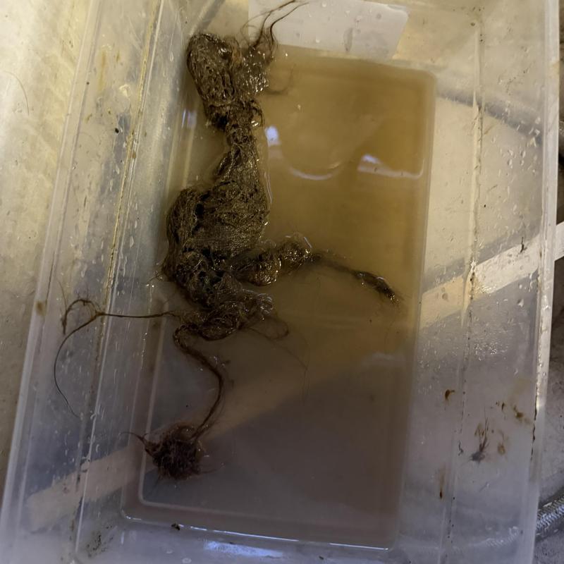 Kitchen drain hair clog removal container with dirty water Kitchen drain hair clog removal container with dirty water