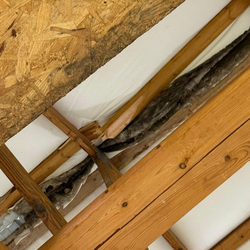 Wood roof trusses with water damage and mold growth