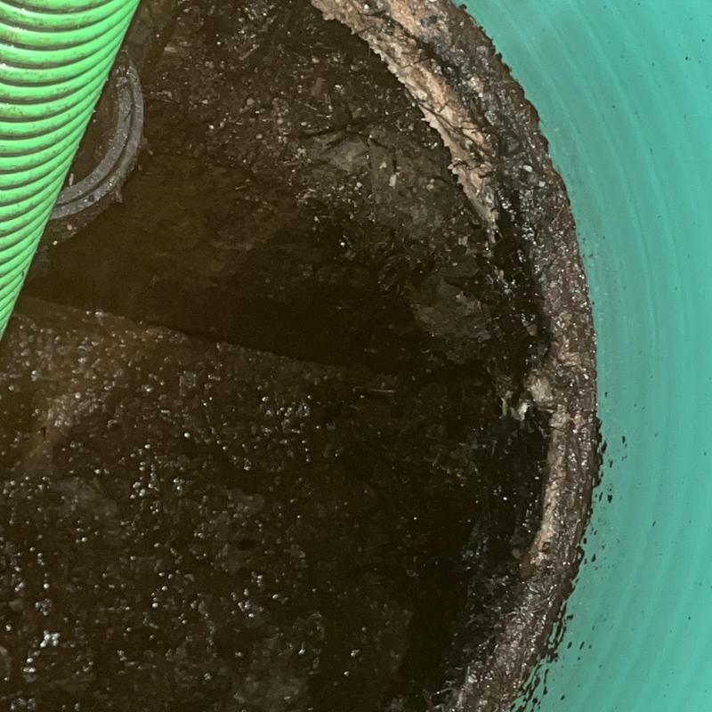 Septic tank interior with roots and degraded concrete