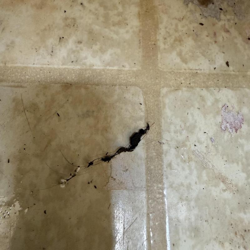 Kitchen drain line blockage with hair buildup removed