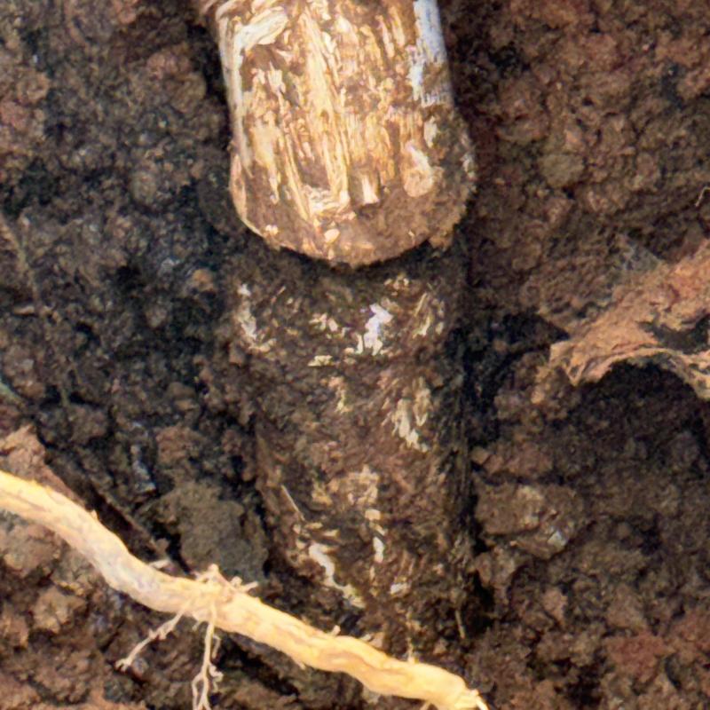 Broken sewer main pipe in dug soil trench