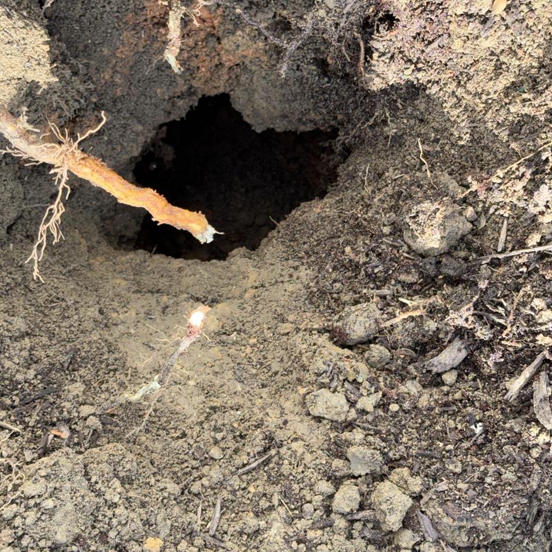 Broken underground sewer main hole with exposed roots