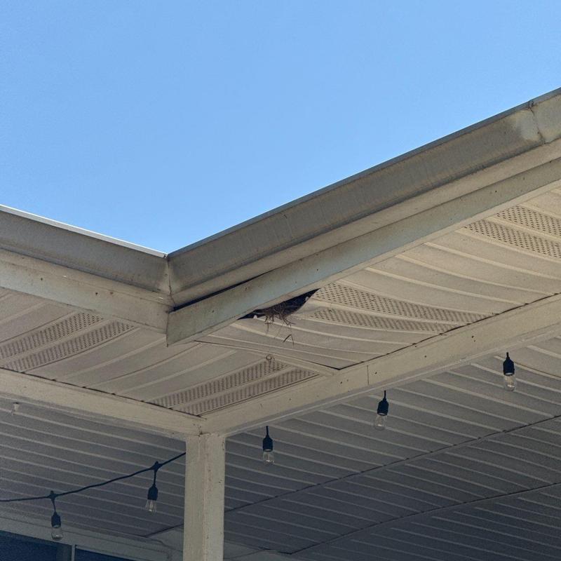 Metal gutter with debris buildup and bird nest