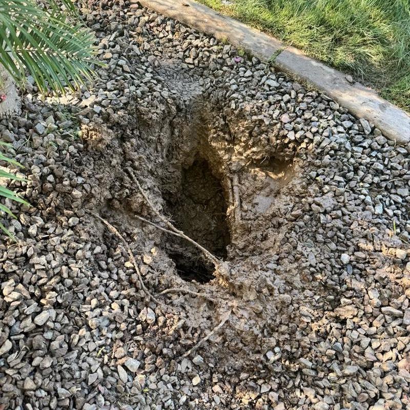 Main waterline excavation showing root intrusion damage