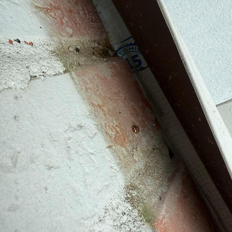 Roof shingles with hail damage and minor cracking