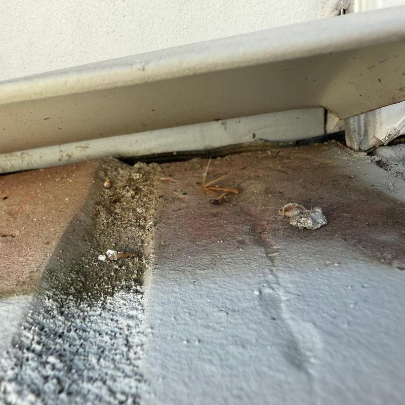 Roof shingle close-up showing hail damage and cracking