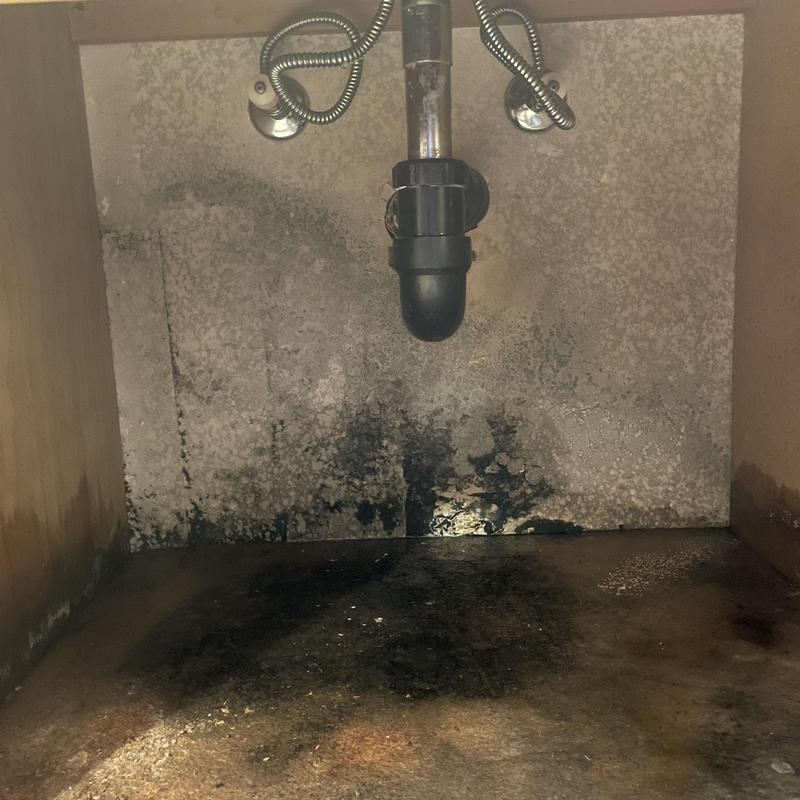 Bathroom sink cabinet water damage and mold under sink