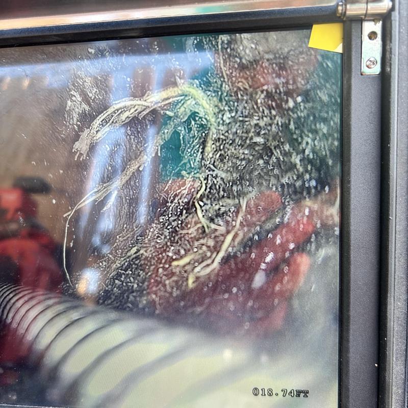 Sewer drain line with root intrusion visible on camera