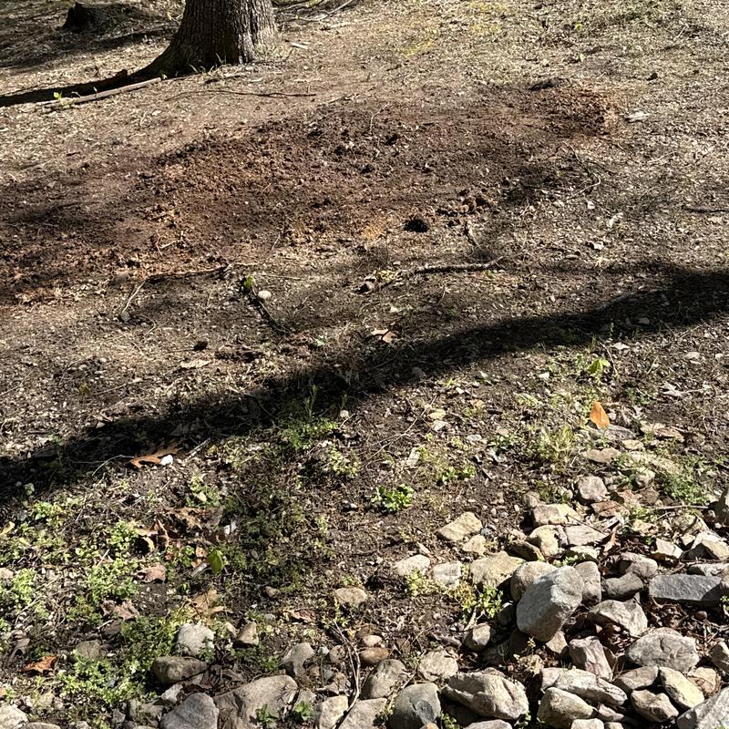 Main water line area with soil disturbance and scattered rocks