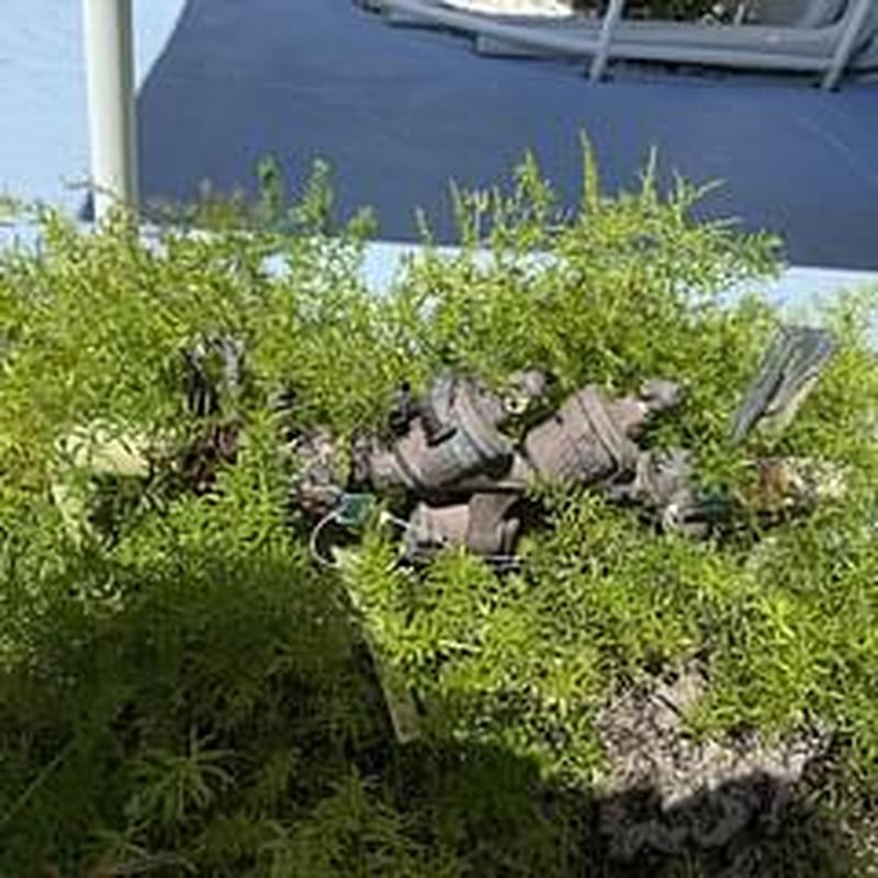 Backflow prevention devices amid outdoor shrubbery inspection