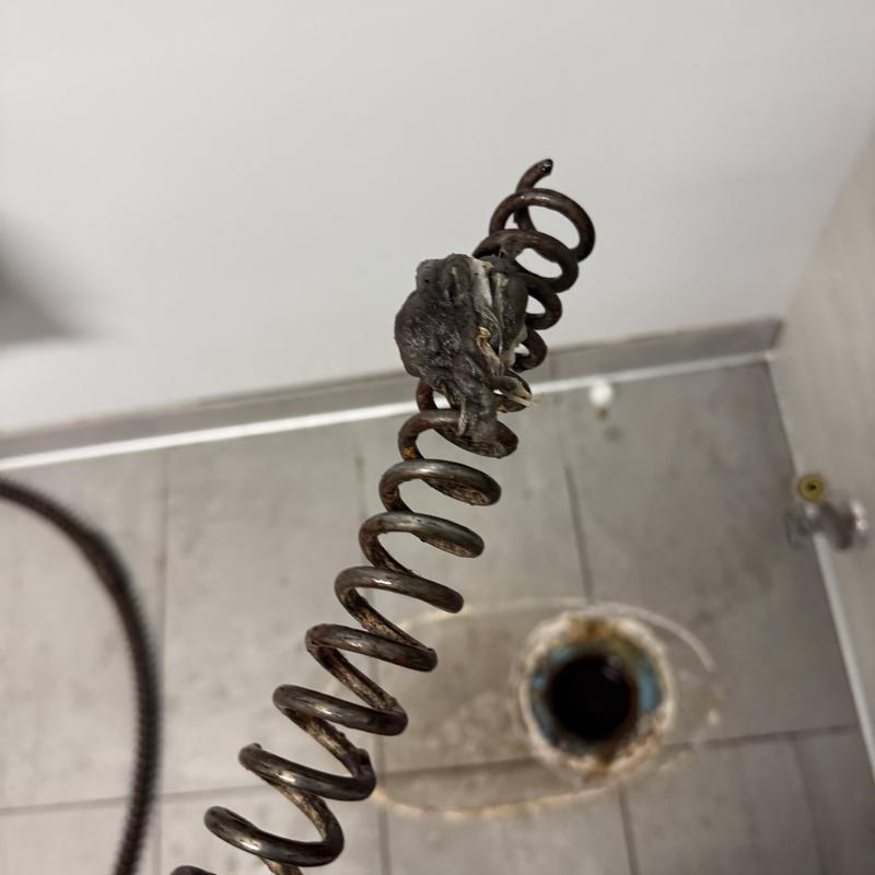 Main line drain snake with debris pulled from pipe Main line drain snake with debris pulled from pipe