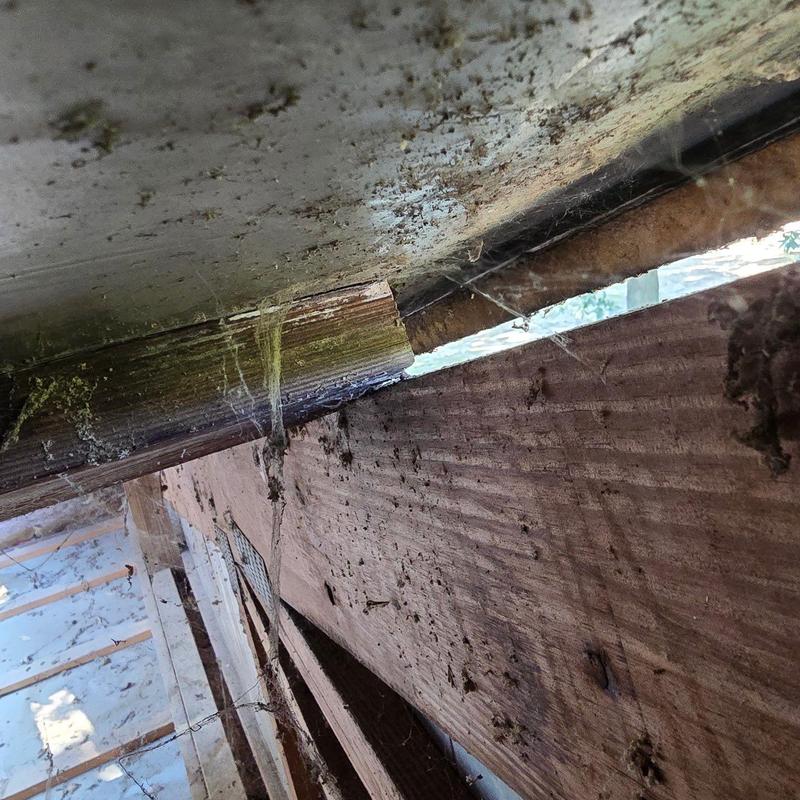 Wooden fascia board with decay and spider webs