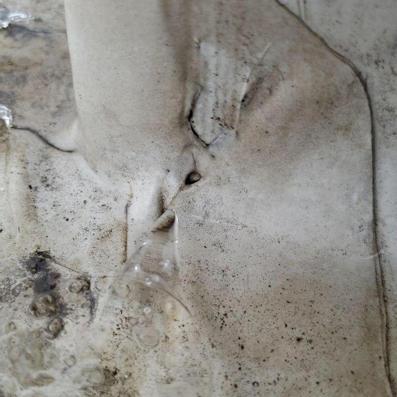 TPO roofing membrane with puncture and dirt buildup