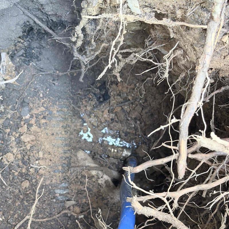Underground blue plumbing pipe with exposed roots